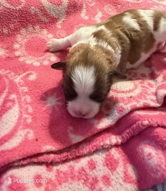 Mandy boy – Shichon puppy for sale in Stewart, MN