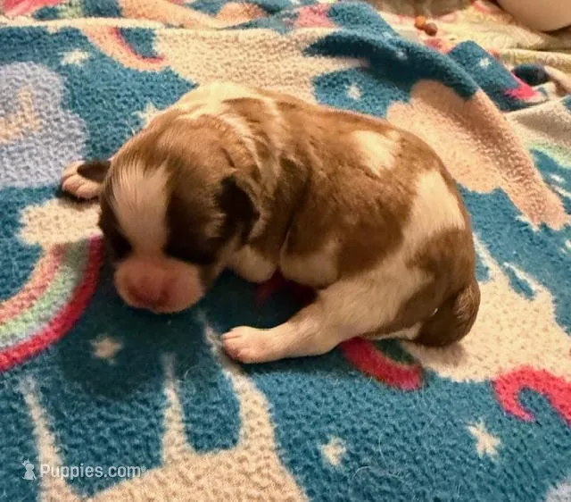 Mandy boy – Shichon puppy for sale in Stewart, MN