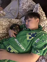 Charlie, a male Bernedoodle and Miniature Bernedoodle for sale in Winter Garden, FL – Photo 5 of 8