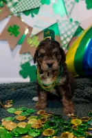 Charlie, a male Bernedoodle and Miniature Bernedoodle for sale in Winter Garden, FL – Photo 2 of 8