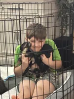 Charlie, a male Bernedoodle and Miniature Bernedoodle for sale in Winter Garden, FL – Photo 7 of 8