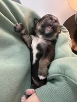 Charlie, a male Bernedoodle and Miniature Bernedoodle for sale in Winter Garden, FL – Photo 8 of 8