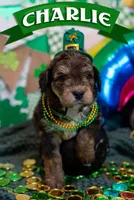 Charlie, a male Bernedoodle and Miniature Bernedoodle for sale in Winter Garden, FL – Photo 1 of 8