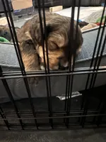 Charlie, a male Bernedoodle and Miniature Bernedoodle for sale in Winter Garden, FL – Photo 4 of 8