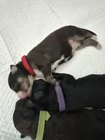 Oliver, a male Bernedoodle and Miniature Bernedoodle for sale in Winter Garden, FL – Photo 4 of 9