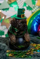 Oliver, a male Bernedoodle and Miniature Bernedoodle for sale in Winter Garden, FL – Photo 2 of 9