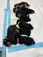 Oliver, a male Bernedoodle and Miniature Bernedoodle for sale in Winter Garden, FL – Photo 5 of 9