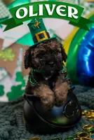 Oliver, a male Bernedoodle and Miniature Bernedoodle for sale in Winter Garden, FL – Photo 1 of 9