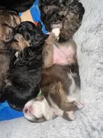 Oliver, a male Bernedoodle and Miniature Bernedoodle for sale in Winter Garden, FL – Photo 7 of 9