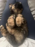 Oliver, a male Bernedoodle and Miniature Bernedoodle for sale in Winter Garden, FL – Photo 6 of 9