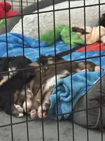 Oliver, a male Bernedoodle and Miniature Bernedoodle for sale in Winter Garden, FL – Photo 8 of 9