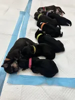 Remy, a male Bernedoodle and Miniature Bernedoodle for sale in Winter Garden, FL – Photo 5 of 9