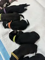 Remy, a male Bernedoodle and Miniature Bernedoodle for sale in Winter Garden, FL – Photo 4 of 9