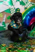 Remy, a male Bernedoodle and Miniature Bernedoodle for sale in Winter Garden, FL – Photo 2 of 9