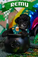 Remy, a male Bernedoodle and Miniature Bernedoodle for sale in Winter Garden, FL – Photo 1 of 9