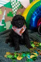 Kit, a female Bernedoodle and Miniature Bernedoodle for sale in Winter Garden, FL – Photo 3 of 8