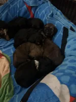 Kit, a female Bernedoodle and Miniature Bernedoodle for sale in Winter Garden, FL – Photo 4 of 8