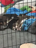 Kit, a female Bernedoodle and Miniature Bernedoodle for sale in Winter Garden, FL – Photo 7 of 8