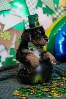 Rocky, a male Bernese Mountain Dog and Bernedoodle for sale in Winter Garden, FL – Photo 2 of 5