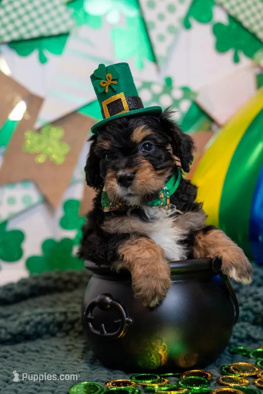 Rocky – Bernese Mountain Dog, Bernedoodle puppy for sale in Winter Garden, FL