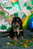 Rocky, a male Bernese Mountain Dog and Bernedoodle for sale in Winter Garden, FL – Photo 3 of 5