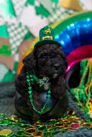 Arlo, a male Bernedoodle and Miniature Bernedoodle for sale in Winter Garden, FL – Photo 2 of 6