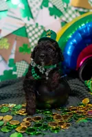 Arlo, a male Bernedoodle and Miniature Bernedoodle for sale in Winter Garden, FL – Photo 3 of 6