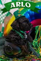 Arlo, a male Bernedoodle and Miniature Bernedoodle for sale in Winter Garden, FL – Photo 1 of 6