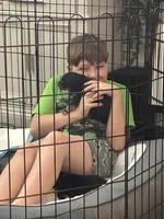 Arlo, a male Bernedoodle and Miniature Bernedoodle for sale in Winter Garden, FL – Photo 5 of 6