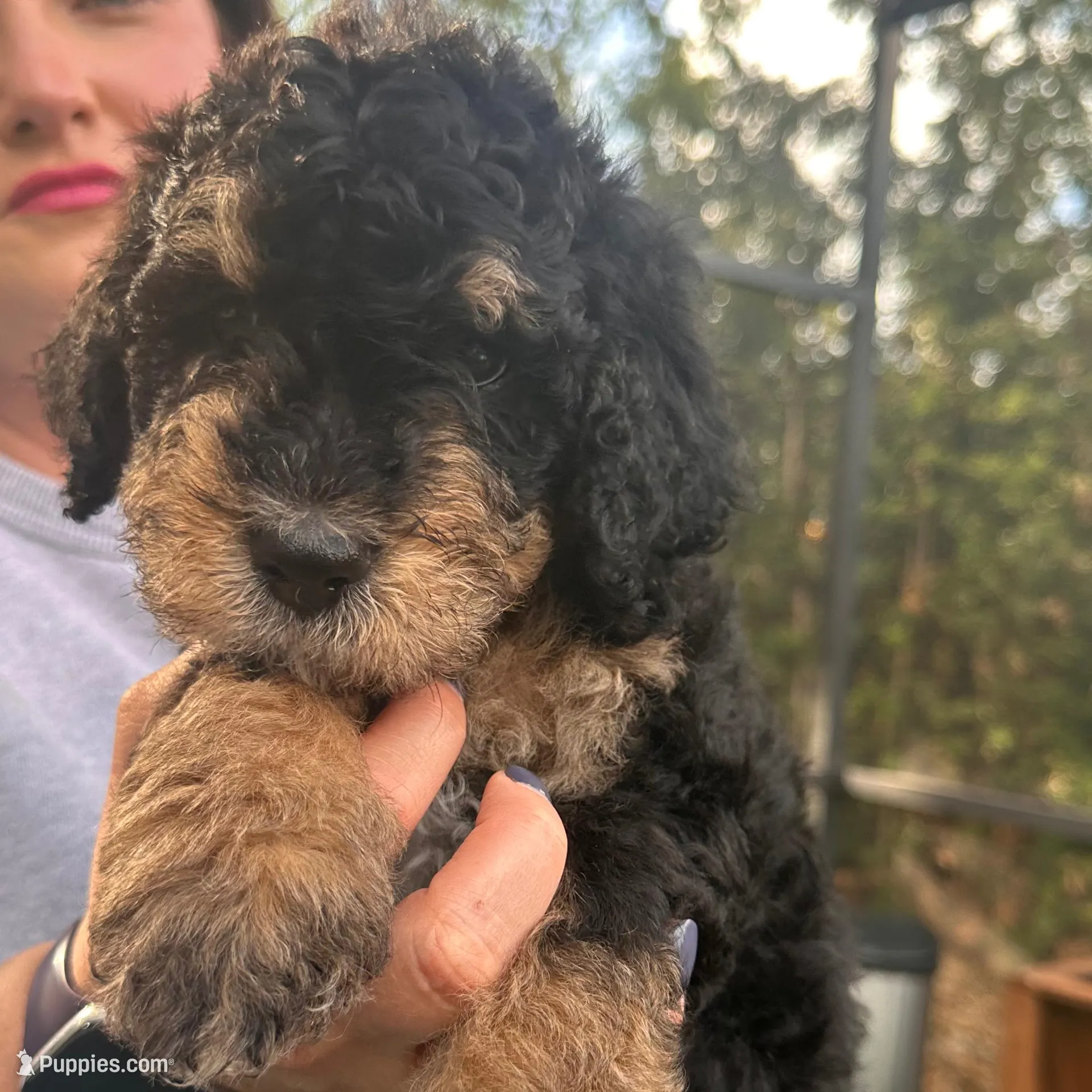 Dottie, a female Bernedoodle and Miniature Bernedoodle for sale in Winter Garden, FL – Photo 4 of 10