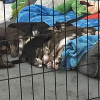 Dottie, a female Bernedoodle and Miniature Bernedoodle for sale in Winter Garden, FL – Photo 10 of 10