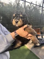 Dottie, a female Bernedoodle and Miniature Bernedoodle for sale in Winter Garden, FL – Photo 3 of 10
