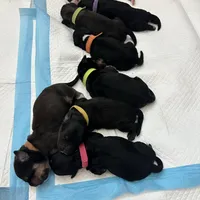 Dottie, a female Bernedoodle and Miniature Bernedoodle for sale in Winter Garden, FL – Photo 7 of 10
