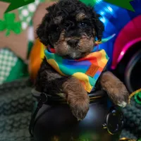 Dottie, a female Bernedoodle and Miniature Bernedoodle for sale in Winter Garden, FL – Photo 1 of 10