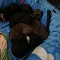 Dottie, a female Bernedoodle and Miniature Bernedoodle for sale in Winter Garden, FL – Photo 5 of 10