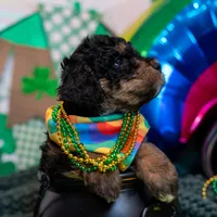 Dottie, a female Bernedoodle and Miniature Bernedoodle for sale in Winter Garden, FL – Photo 2 of 10