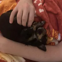 Dottie, a female Bernedoodle and Miniature Bernedoodle for sale in Winter Garden, FL – Photo 6 of 10