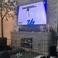 Dottie, a female Bernedoodle and Miniature Bernedoodle for sale in Winter Garden, FL – Photo 9 of 10