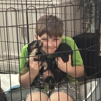 Dottie, a female Bernedoodle and Miniature Bernedoodle for sale in Winter Garden, FL – Photo 8 of 10