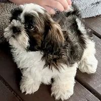 Ozzy, a male Shih Tzu for sale in Salem, AR – 4 of 5