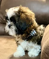 Ozzy, a male Shih Tzu for sale in Salem, AR – 3 of 5