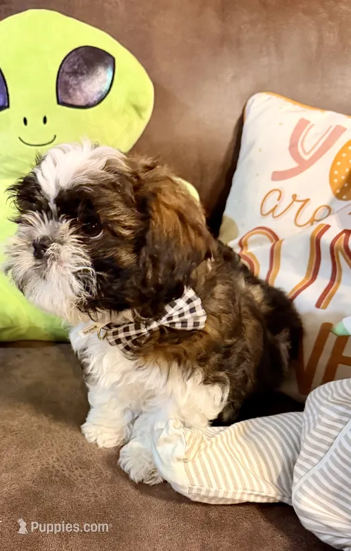 Ozzy – Shih Tzu puppy for sale in Salem, AR