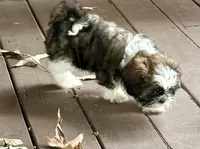 Ozzy, a male Shih Tzu for sale in Salem, AR – 5 of 5