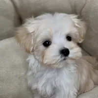 Pending Adoption, a male Maltipoo for sale in Virginia Beach, VA – Photo 5 of 6