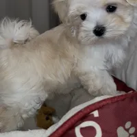 Pending Adoption, a male Maltipoo for sale in Virginia Beach, VA – Photo 6 of 6