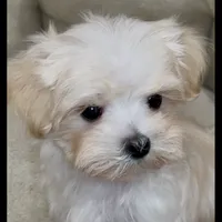 Pending Adoption, a male Maltipoo for sale in Virginia Beach, VA – Photo 3 of 6