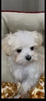 Pending Adoption, a male Maltipoo for sale in Virginia Beach, VA – Photo 3 of 6