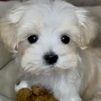 Pending Adoption, a male Maltipoo for sale in Virginia Beach, VA – Photo 2 of 6