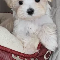 Pending Adoption, a male Maltipoo for sale in Virginia Beach, VA – Photo 4 of 6