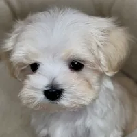 Pending Adoption, a male Maltipoo for sale in Virginia Beach, VA – Photo 1 of 6